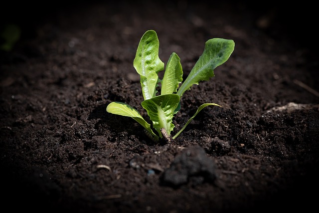Smart garden